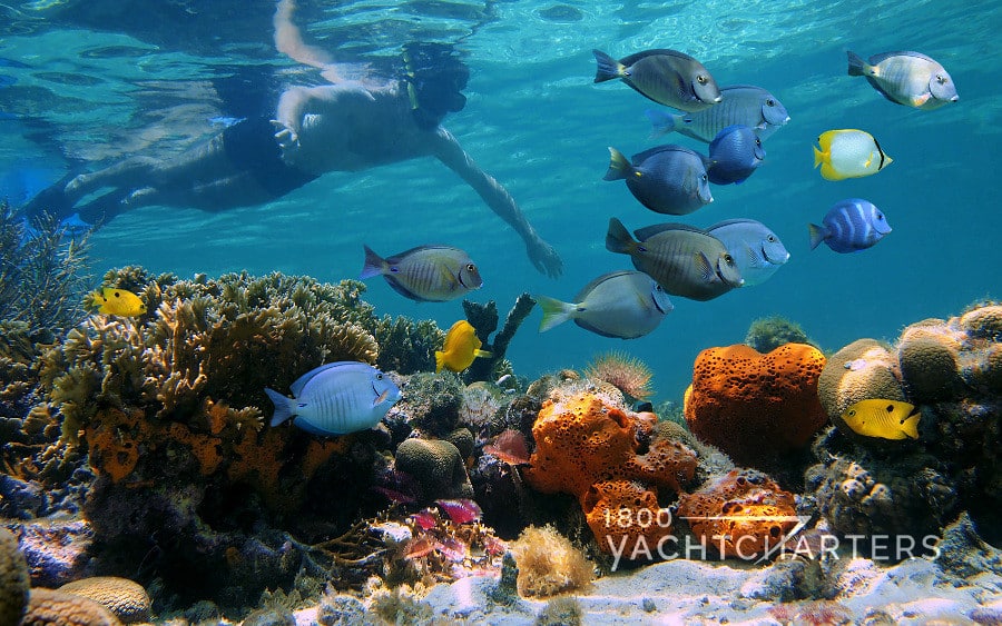boy snorkeling on a reef of tropical fish