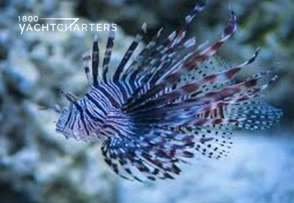 Lionfish photograph. The fish is swimming toward the left of the screen. The blurred background is coral rock on a bed of sand. 