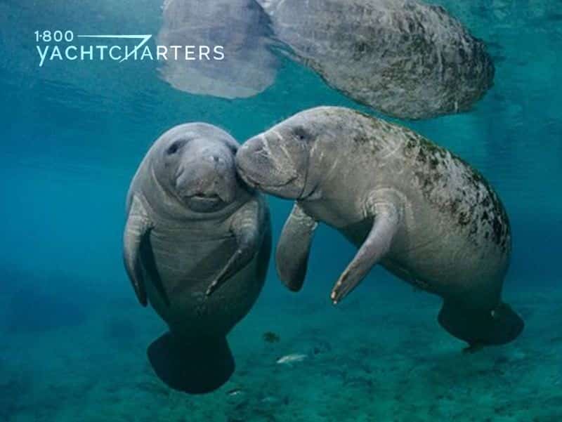 Photograph of 2 florida manatees next to each other in the water. The photo is taken from in front and below them. They are touching noses.
