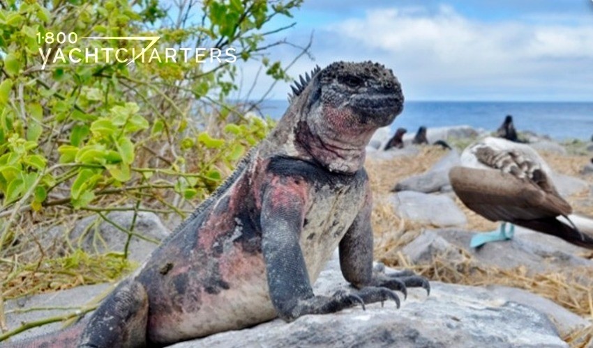 Photograph of marine iguana standing on a rock in the foreground.  Blue footed booby bird feet can be seen in the background. There is a small shrub at the left side of the picture.