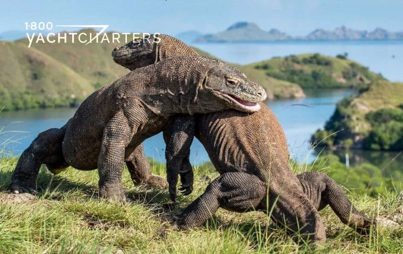 Photograph of two Komodo dragons on top of a hillside overlooking a waterway. The dragons are next to each other, as if they are hugging.